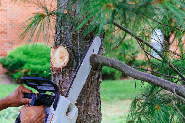 How Our Tree Care Process Works  in Bellevue, IL